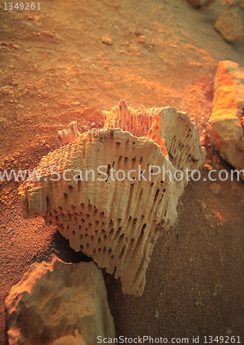 Image of fossil