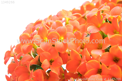 Image of Kalanchoe flower blossoms