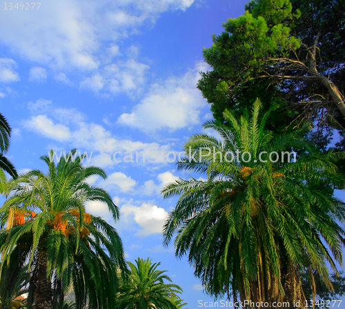 Image of palms