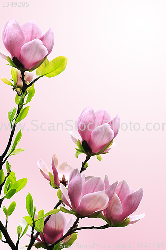 Image of Spring magnolia tree blossoms on pink background.