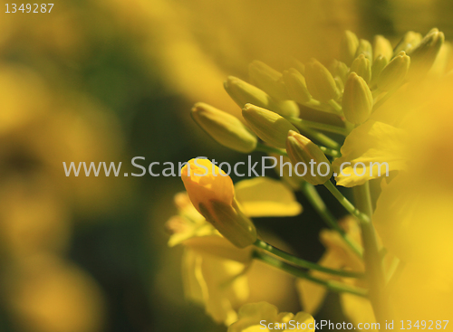 Image of Rape field