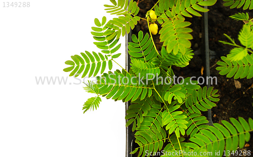 Image of acacia plant