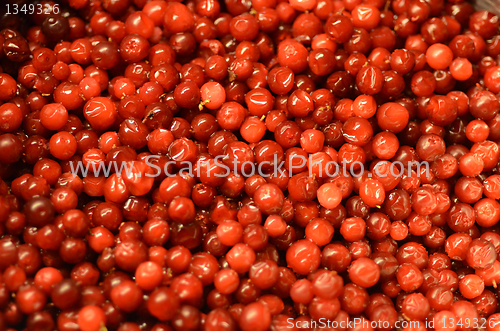 Image of Lingonberries