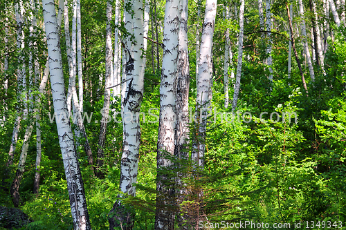 Image of summer birch woods
