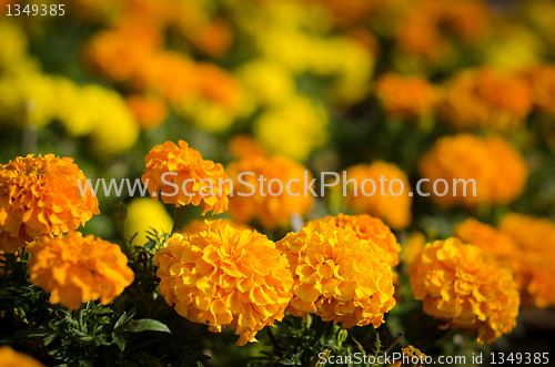 Image of Marigold flowers