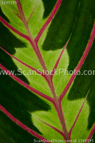 Image of Green leaf with red veins 