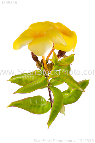 Image of Yellow flowering Mandevilla