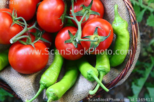 Image of Basket with red tomatoes and green peperoni in the garden