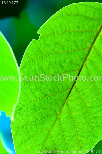 Image of Fresh green leaves macro shot