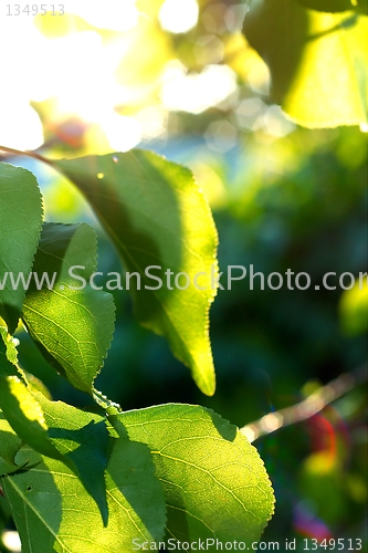 Image of Fresh green leaves against blurry background