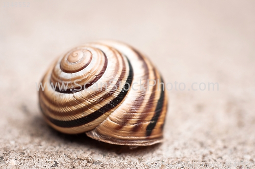 Image of Shell of a snail 