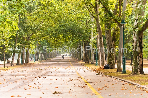 Image of A long road in the park
