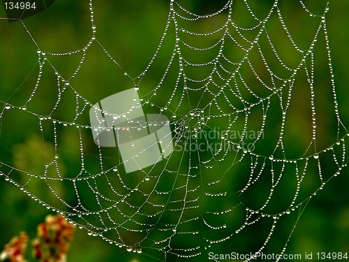 Image of Spider-Web