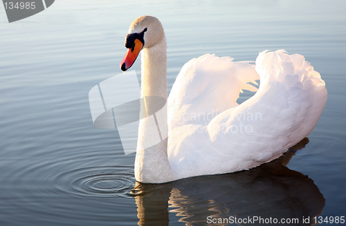 Image of White Swan