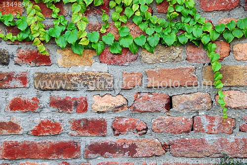 Image of Old brick wall with ivy