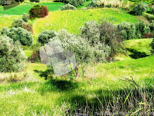 Image of Yellow Green. Linou. Cyprus