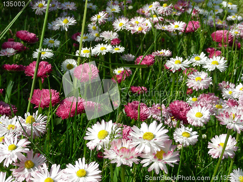 Image of meadow of daisies