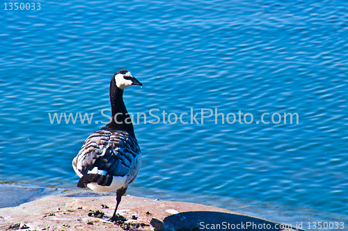 Image of Barnacle goose