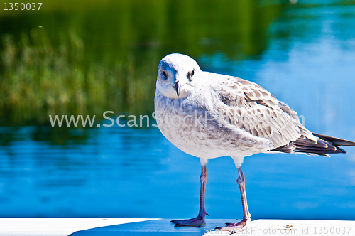 Image of Seagull