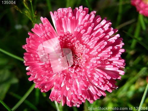 Image of daisy