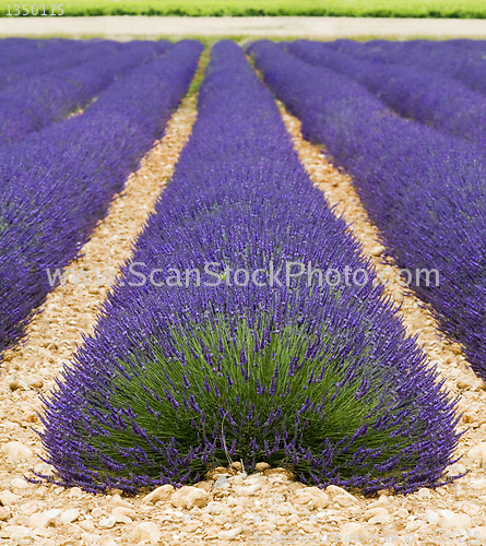 Image of Lavender
