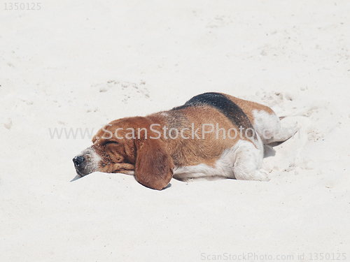 Image of Dog sleeping on the beach