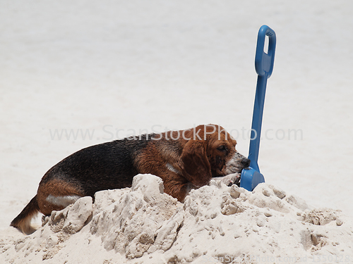 Image of Dog on the beach