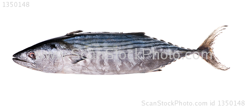 Image of tuna