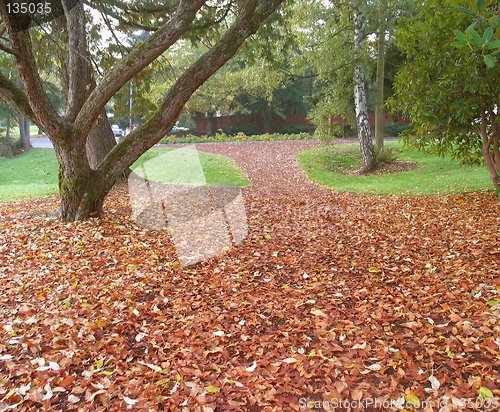 Image of Fallen Leaves