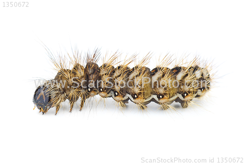 Image of Brown arctia caja larva