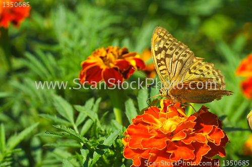 Image of Shabby argynnis paphia butterfly on the marigold flower