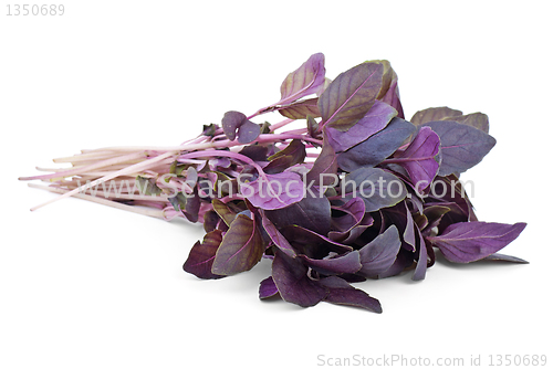 Image of Bunch of red basil