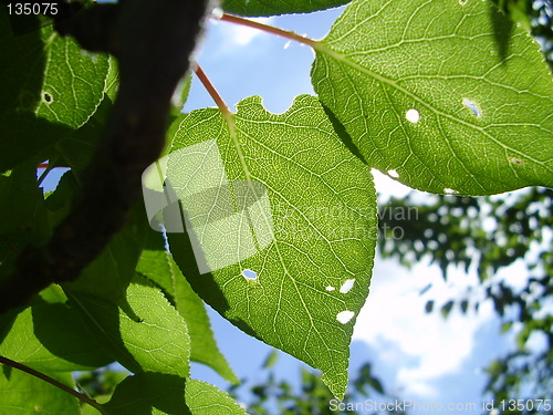 Image of Leaves in the sun