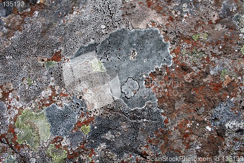 Image of Lichen