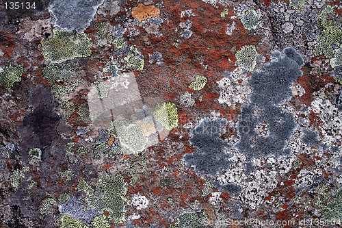 Image of Lichen