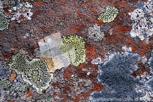 Image of Lichen