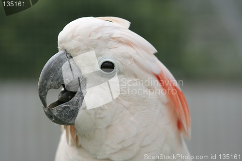 Image of Moluccan Cockatoo