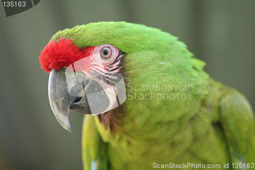 Image of Buffon Macaw