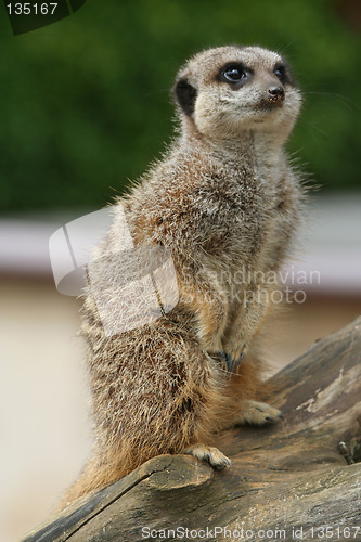 Image of Meerkat