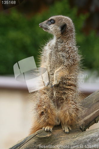 Image of Meerkat