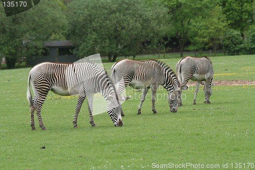 Image of Three Zebra