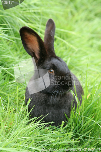 Image of Black Rabbit