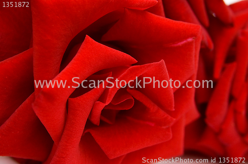 Image of Closeup red rose