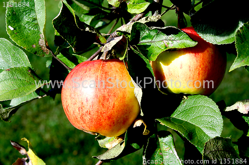 Image of Two apples hanging on appletree green branch
