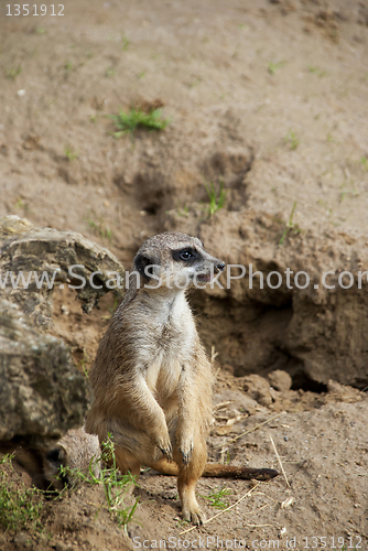 Image of Meerkat