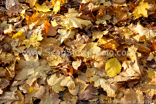 Image of autumn leaves background