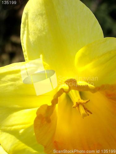 Image of Daffodil 2