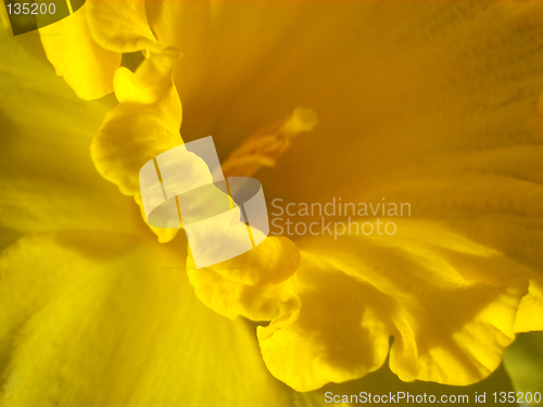 Image of Daffodil