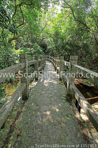 Image of Bridge in the forest