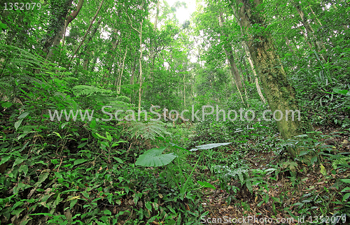 Image of tree forest during spring 